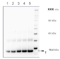 PR-1 | Positive control/quantitation standard in the group Antibodies Plant/Algal  / Environmental Stress / Pathogen attack at Agrisera AB (Antibodies for research) (AS10 687S)